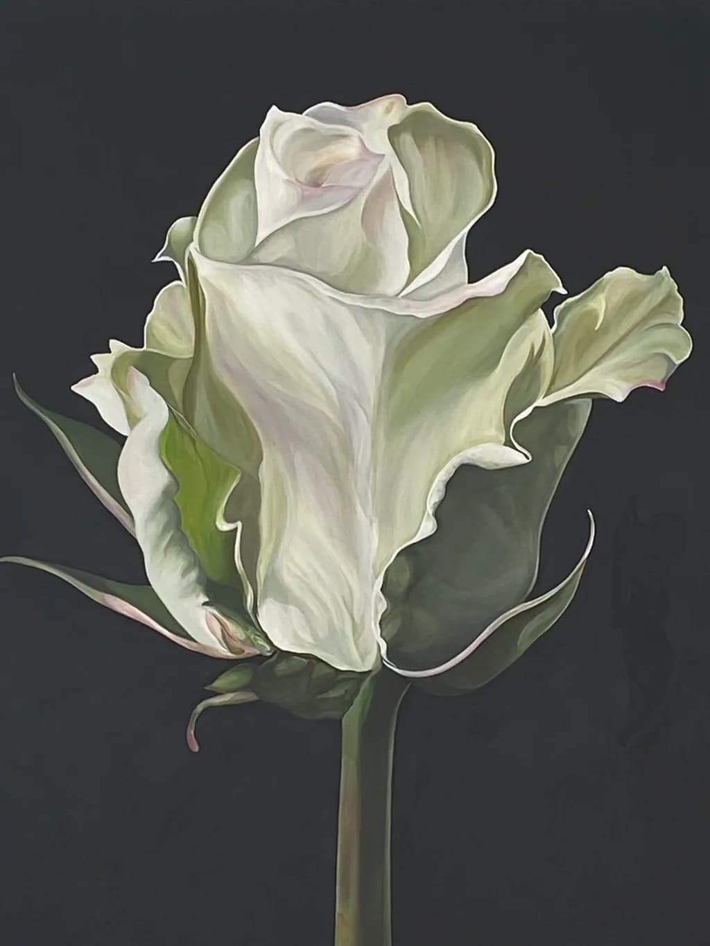 Ethereal Elegance: A White Rose in Bloom Against the Dark Canvas
