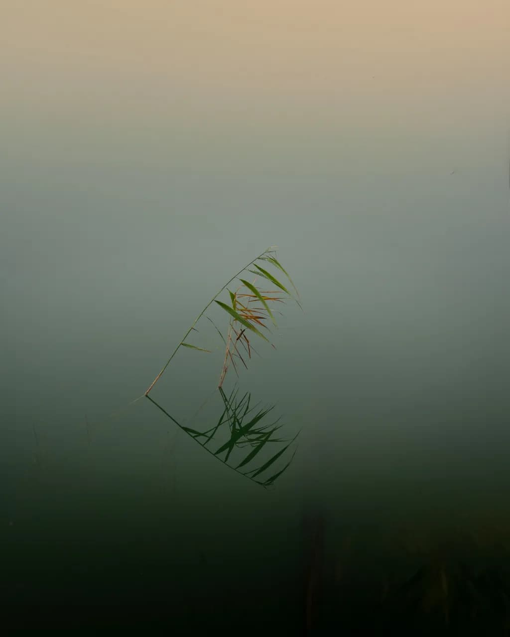 Tranquil Reflection