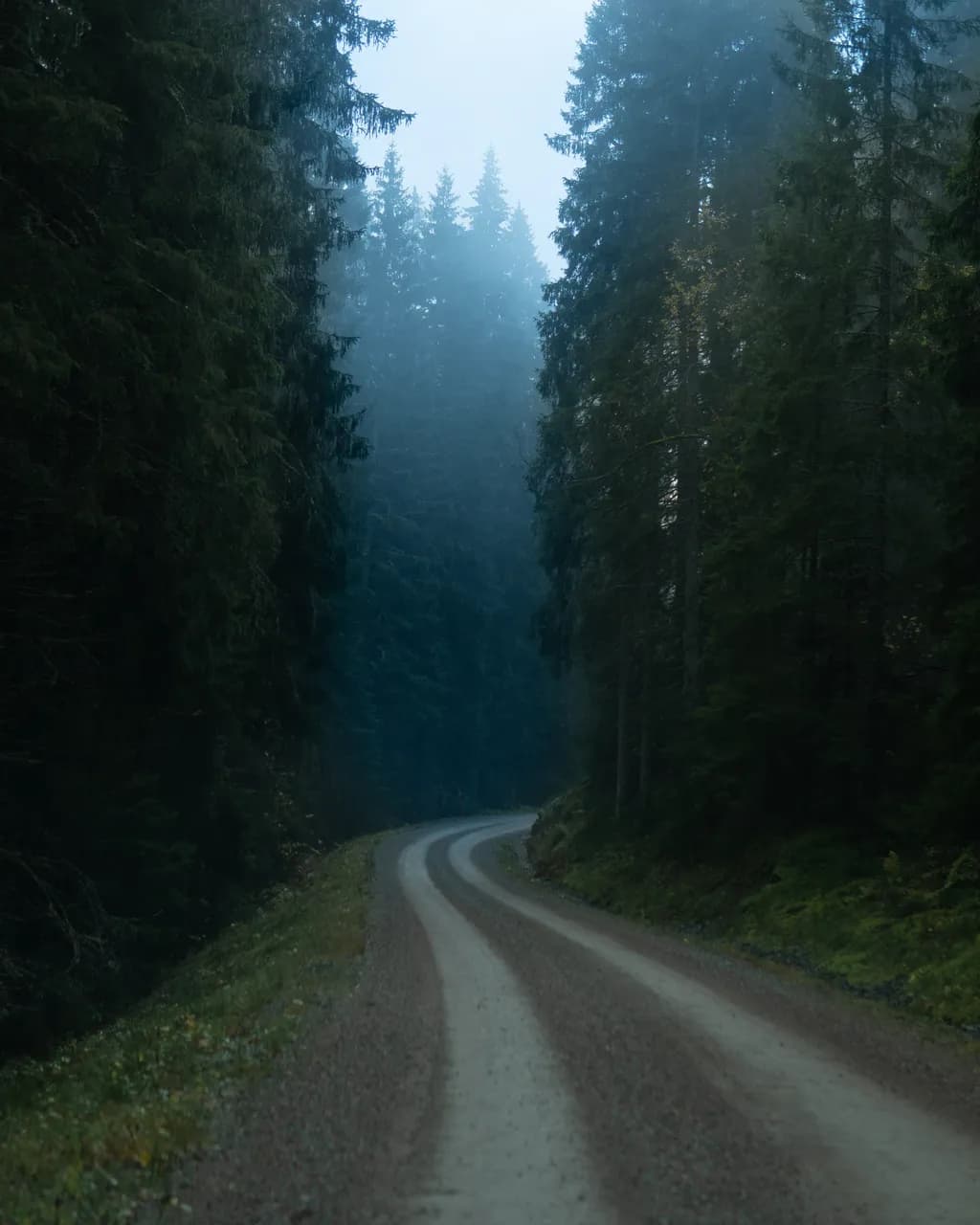 Misty Forest Road