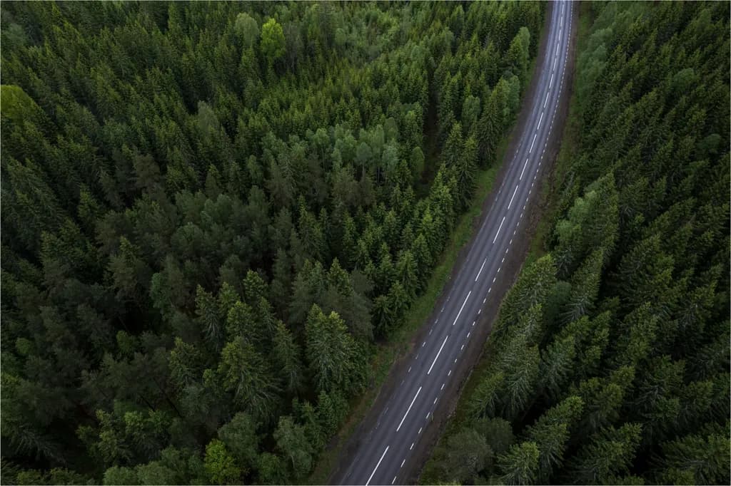 Winding Road Through Forest