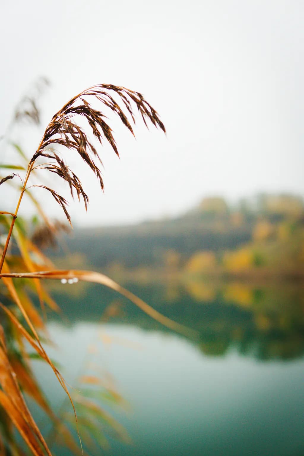 Autumn Reflection