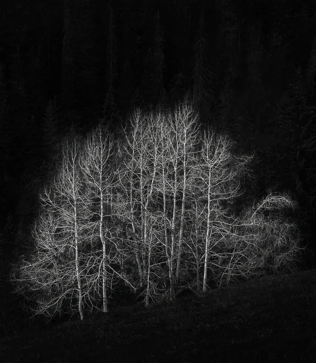 Bare Trees