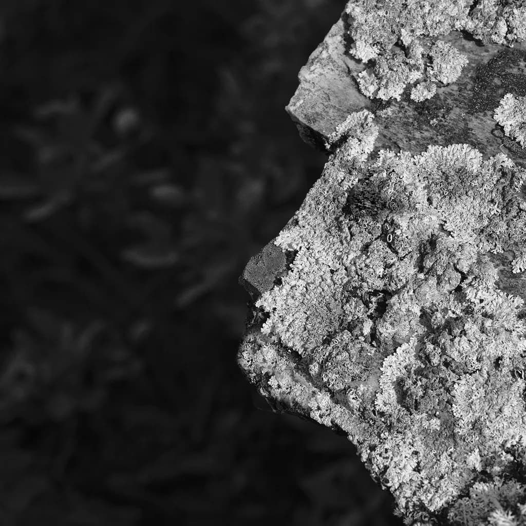 Moss on Stone