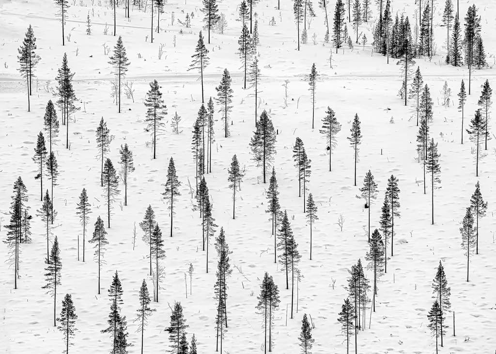 Snowy Pines