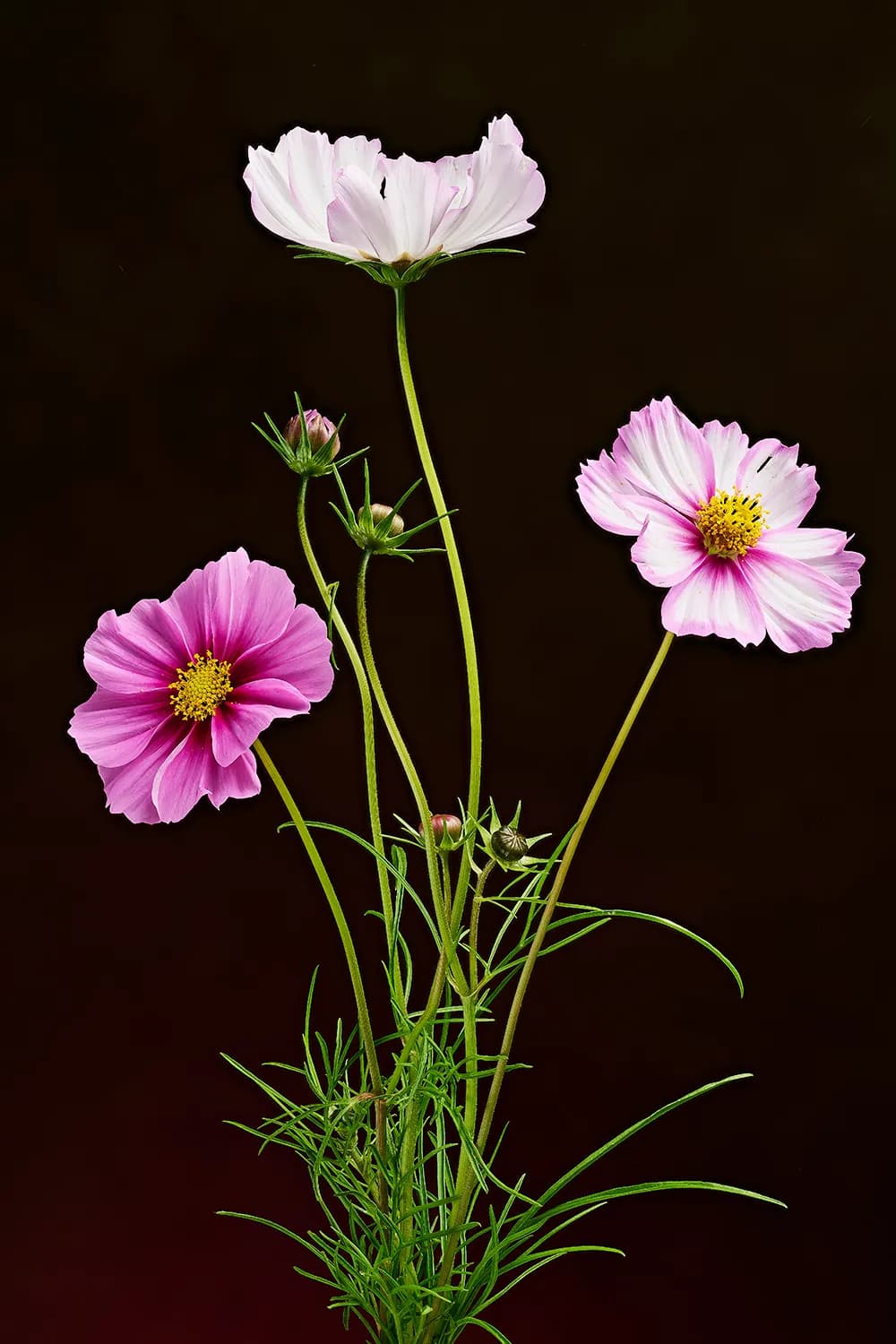 Whispers of Nature: Delicate Cosmos Blooms in Vibrant Harmony