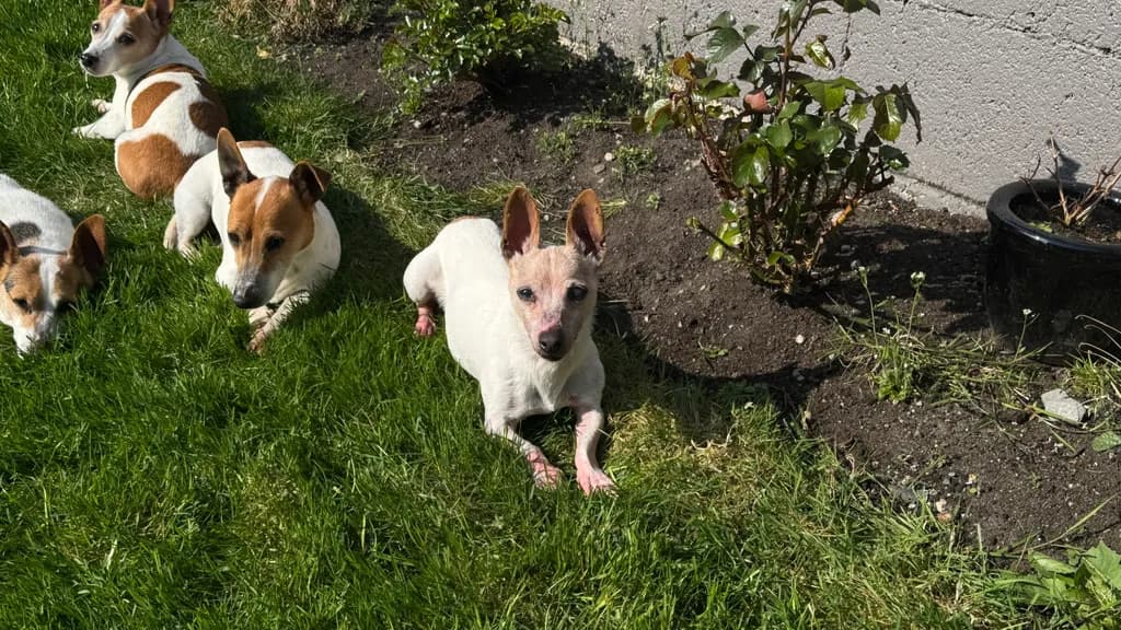 Whiskered Companions: A Serene Gathering in the Sunlit Garden