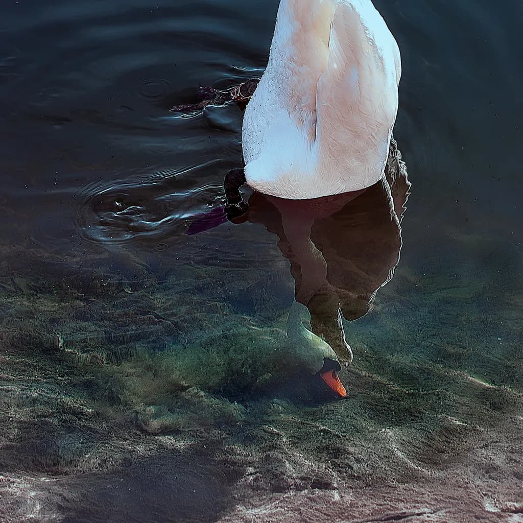 Serenity Beneath the Surface: A Swans' Reflection in Tranquil Waters