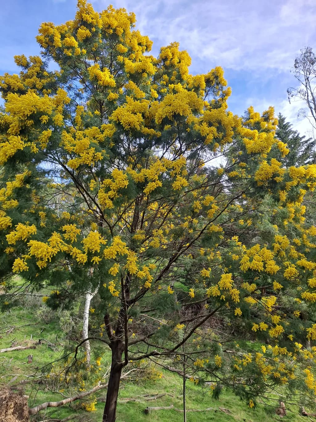 Golden Blossoms: A Serene Embrace of Nature's Beauty in Bloom
