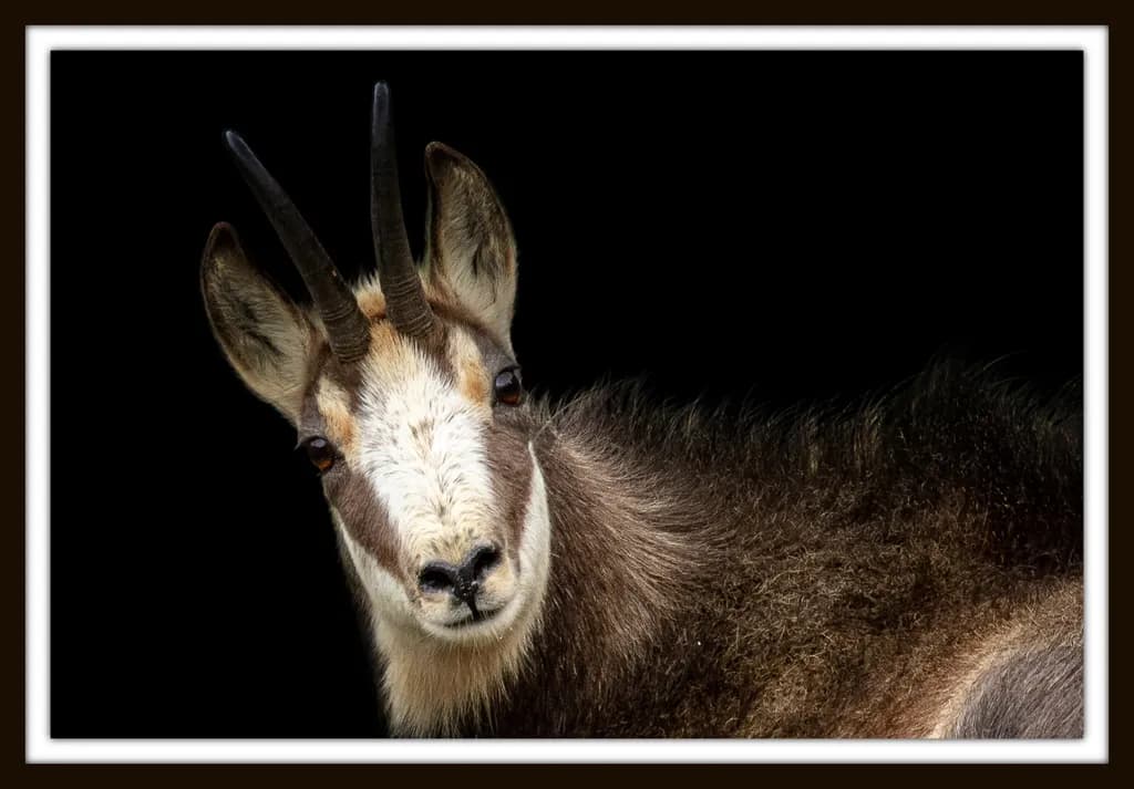 Chamois Portrait