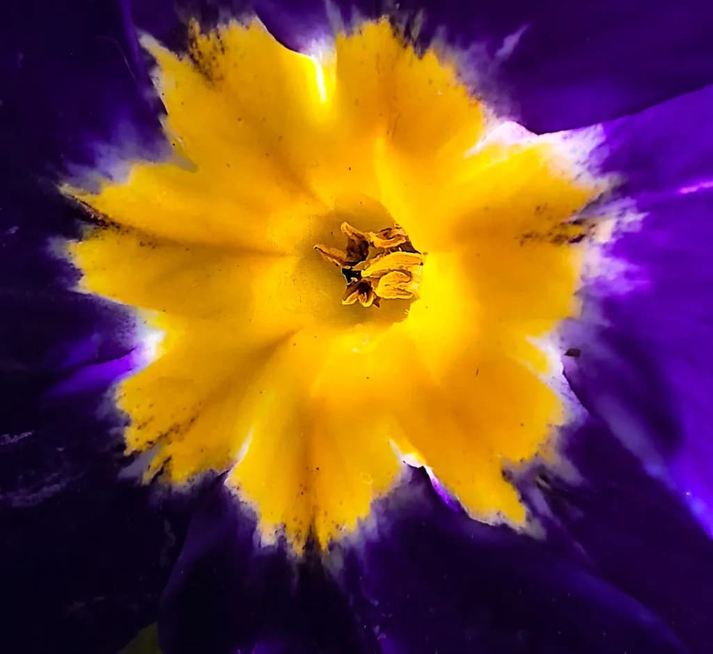Vibrant Macro Blossom: A Dance of Purple and Yellow Petals in Nature's Palette