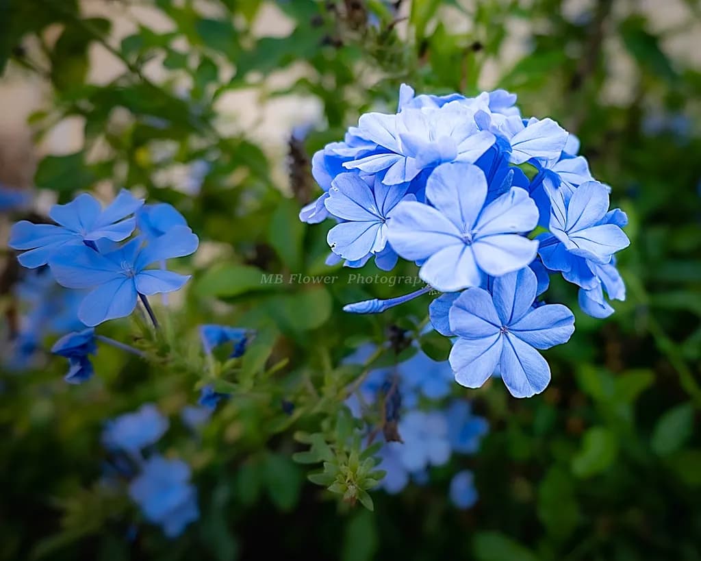 Whispers of Blue: A Serene Floral Embrace in Nature's Palette