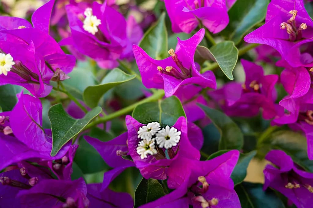 Vibrant Bougainvillea Bliss: A Close-Up of Nature's Colorful Canvas