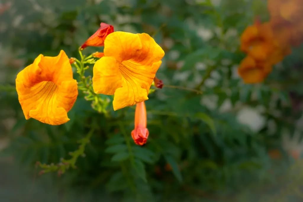 Vibrant Blossoms: A Dance of Orange and Green in Nature's Embrace