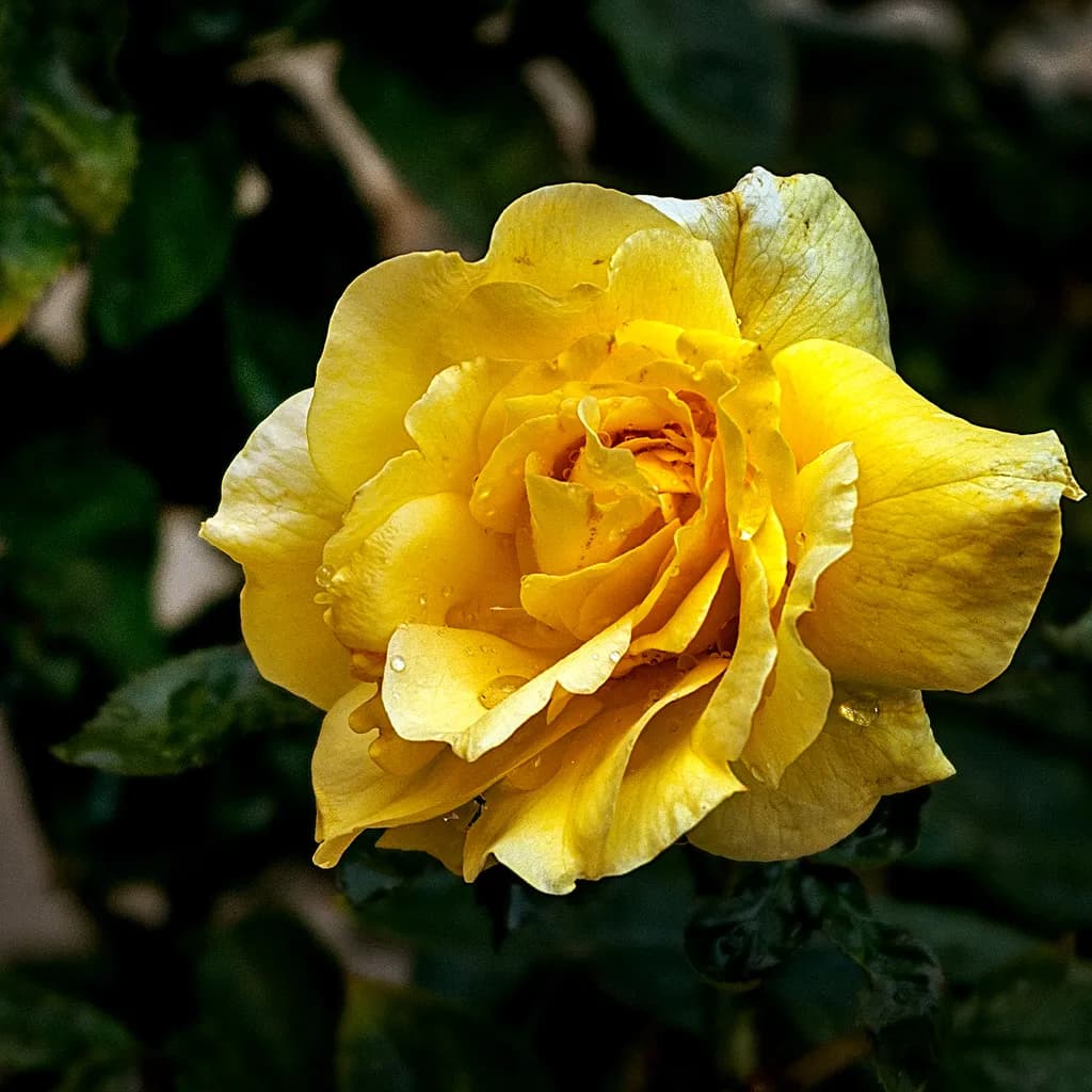 Golden Elegance: A Captivating Yellow Rose in Nature's Embrace