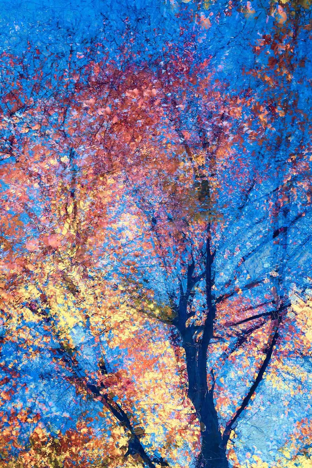 Autumn's Embrace: A Dance of Colorful Leaves Against a Blue Sky