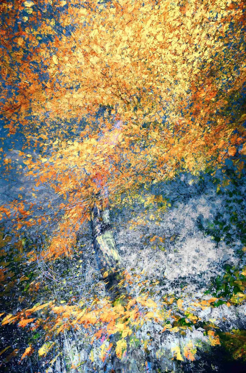 Autumn's Embrace: A Vibrant Dance of Leaves and Light