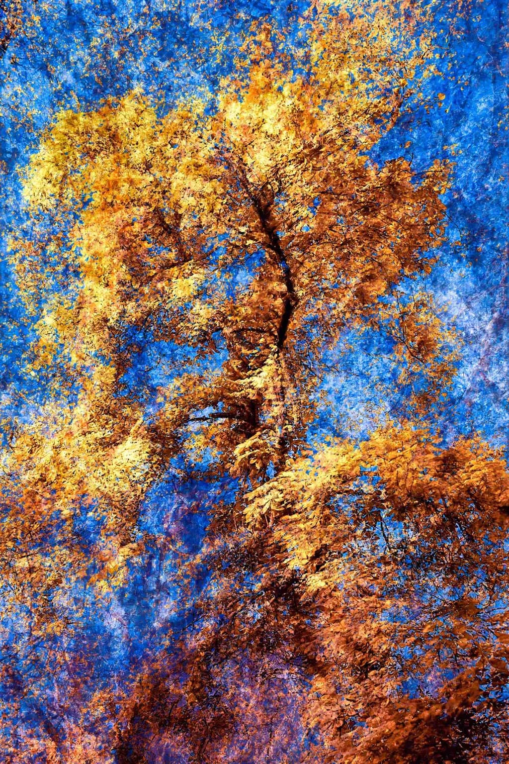 Autumn's Embrace: A Vibrant Dance of Blue and Orange in Nature's Canvas