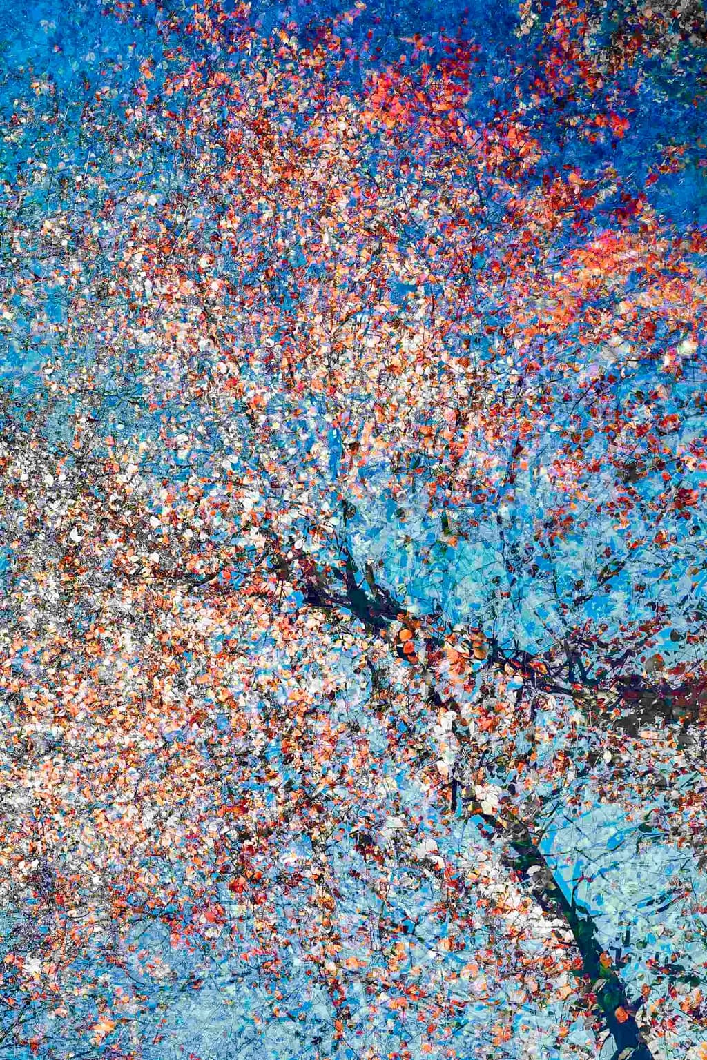 Abstract Blossom Burst