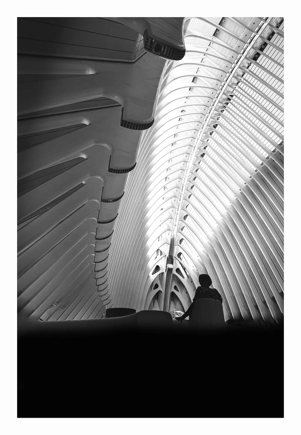 Monochrome Symphony: The Elegance of Architectural Lines in Contrast