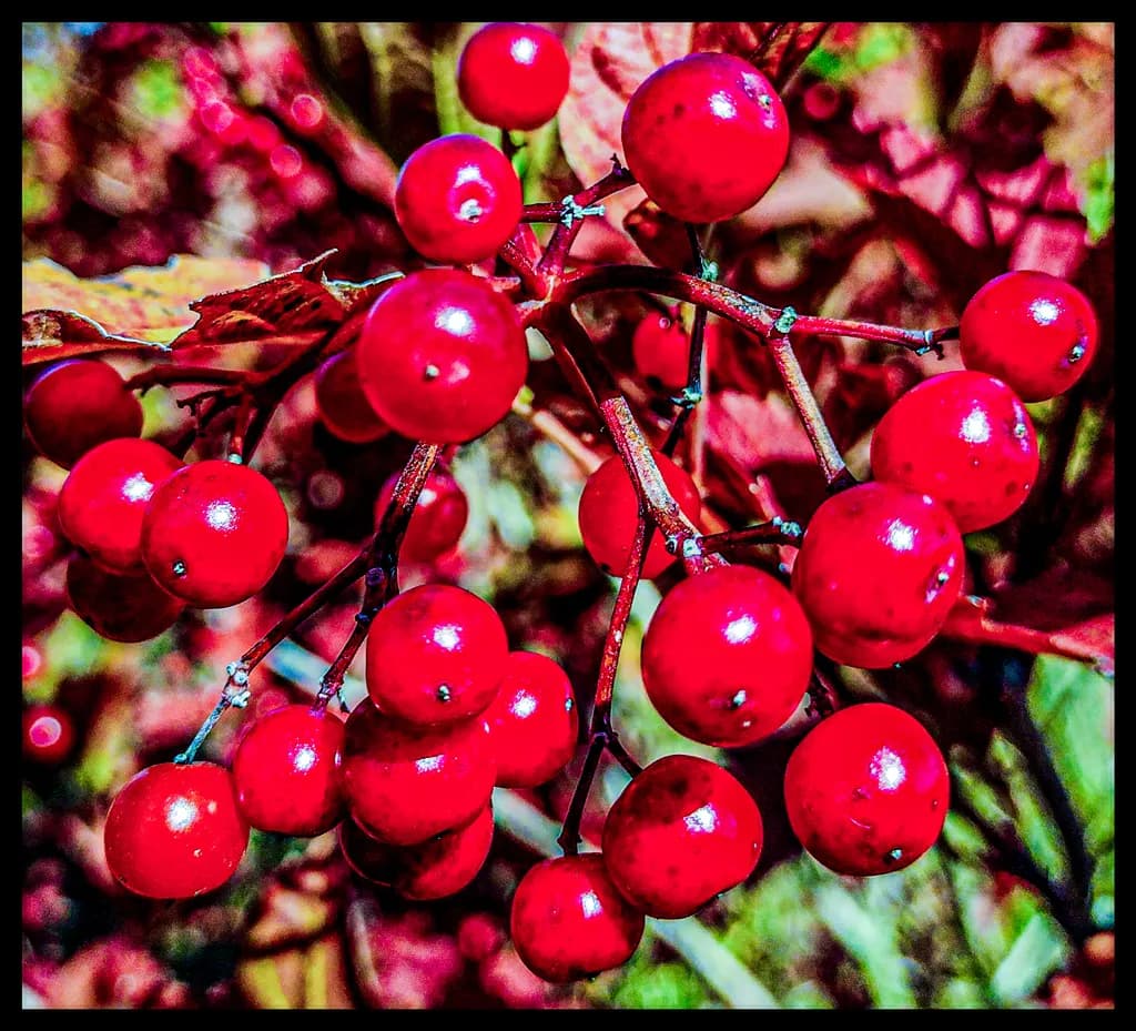 Vibrant Red Berries: Nature's Bold Embrace of Autumn's Palette