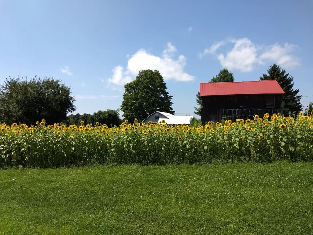 Sunlit Serenity: A Summer Day Among Sunflowers and Rustic Charm