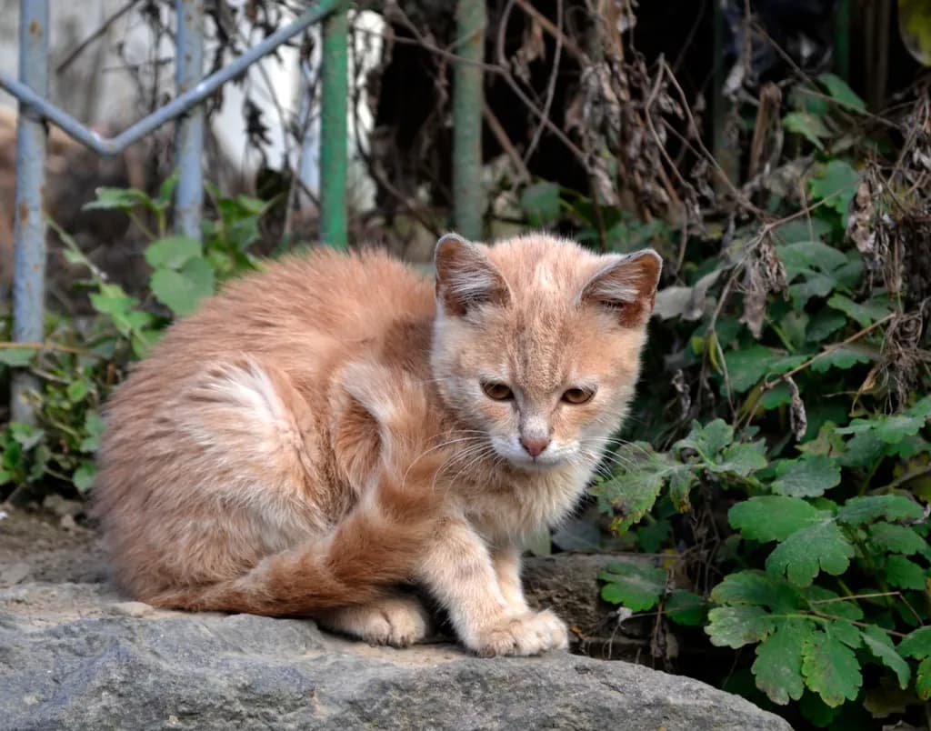 Curious Cat on Rock