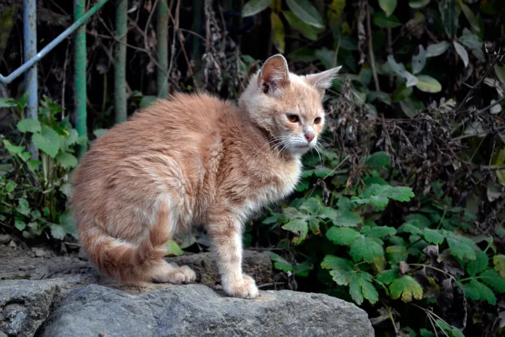 Ginger Cat on Rock