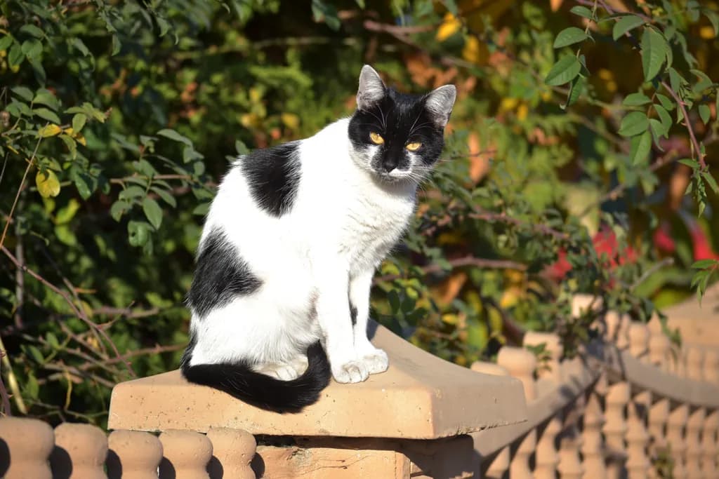 Garden Cat Perch