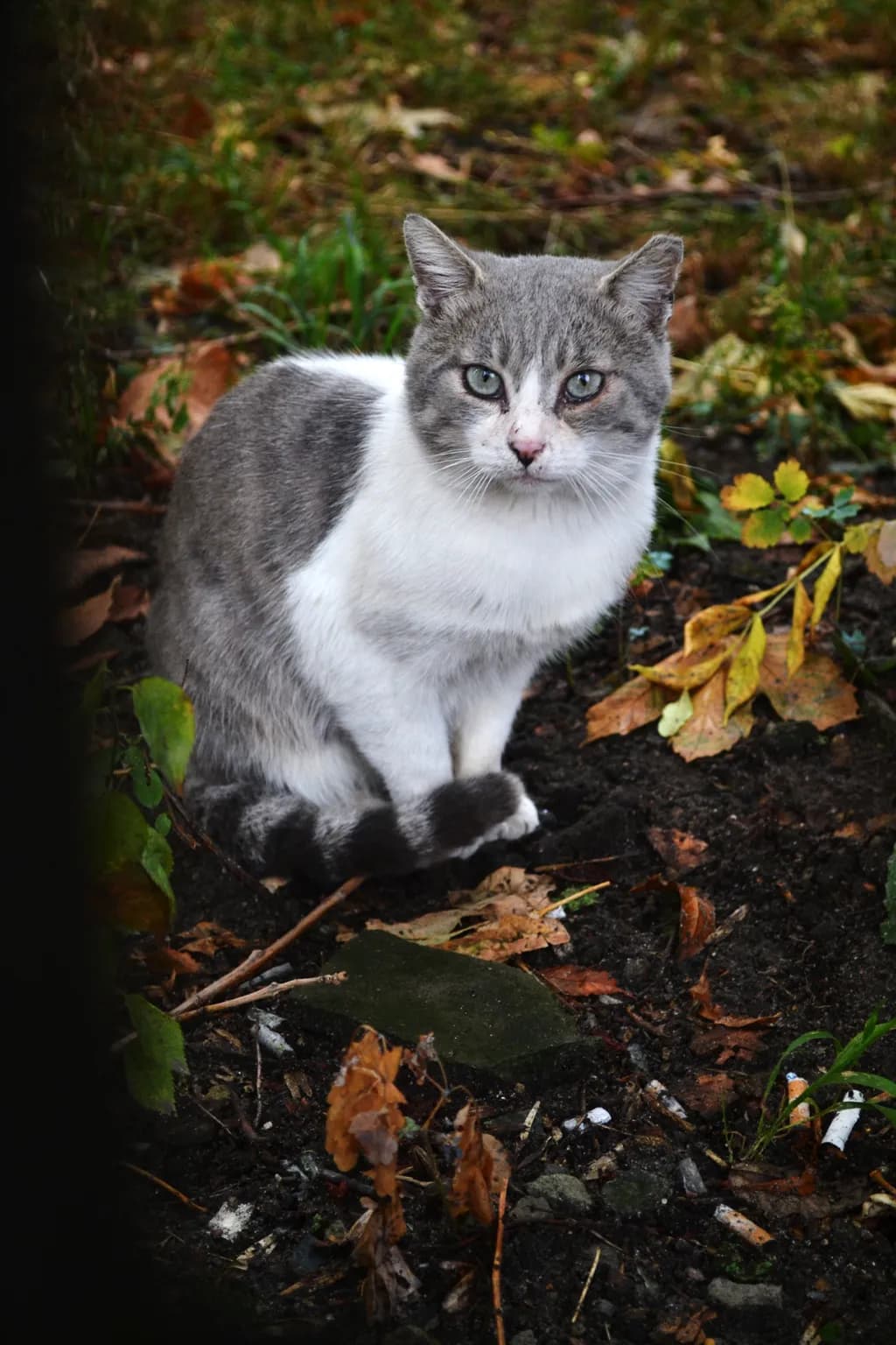 Garden Cat Watchful