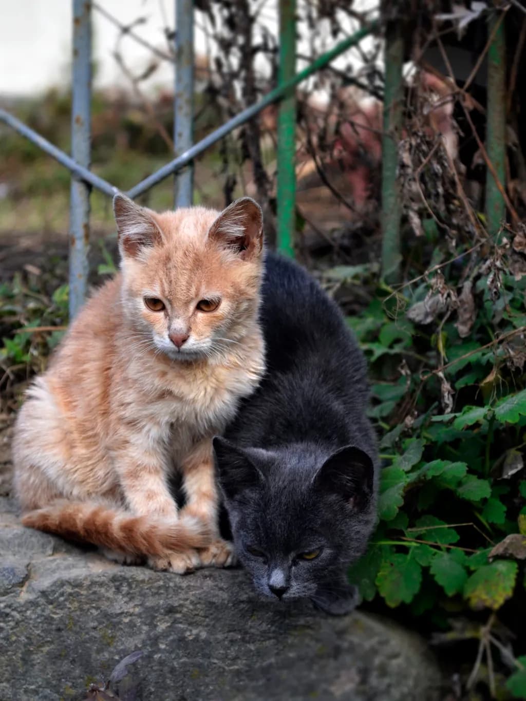 Two Cats on Stone