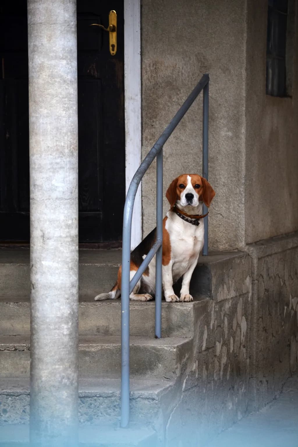 Beagle on Steps