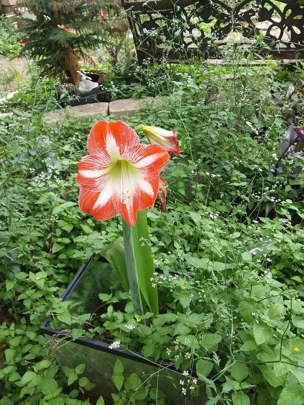 Bold Blossom in Quiet Greenery