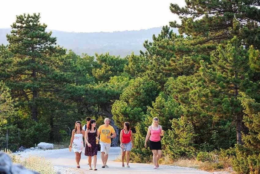 Nature's Embrace: A Serene Stroll Through Lush Greenery with Friends