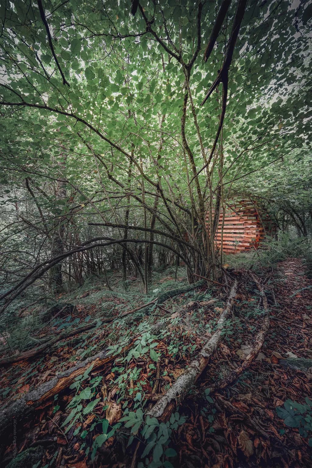 Whispers of the Forest: A Hidden Sanctuary Among the Trees