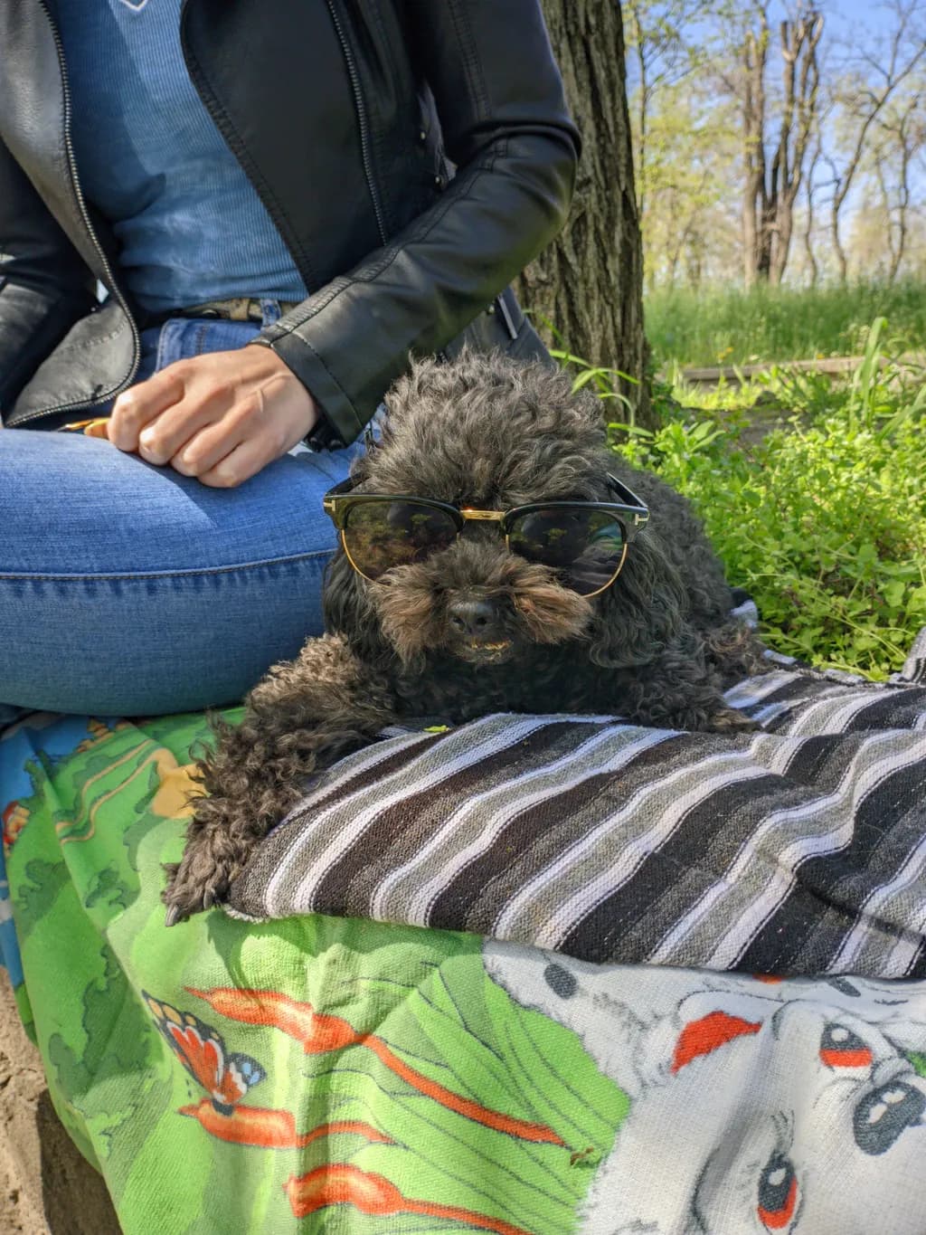 Playful Pooch in Sunglasses: A Relaxed Outdoor Companion Moment