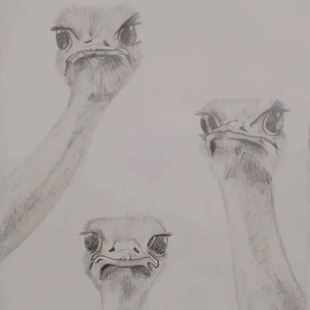 Whimsical Expressions: A Humorous Sketch of Ostriches in Quirky Poses
