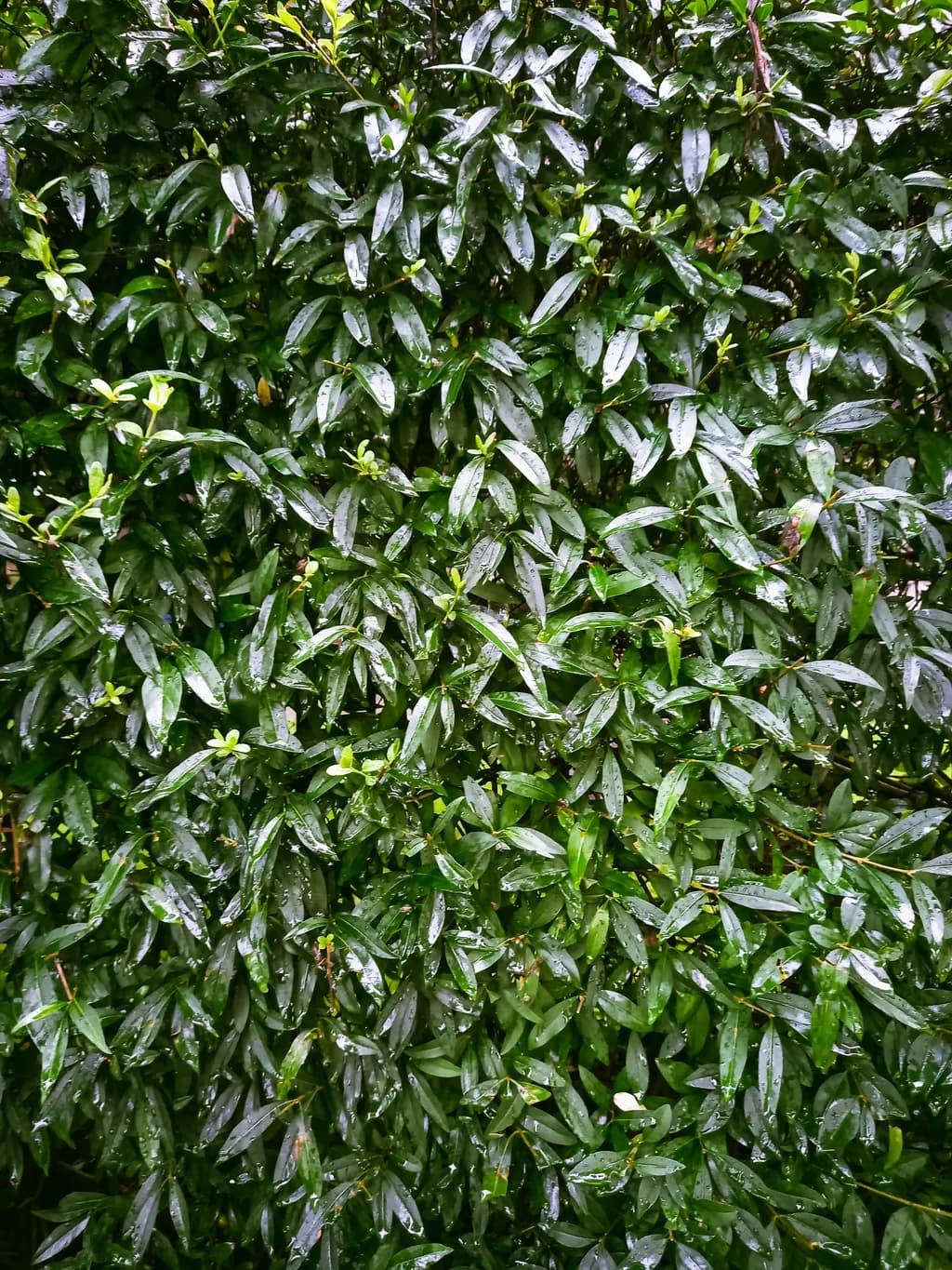 Greenery