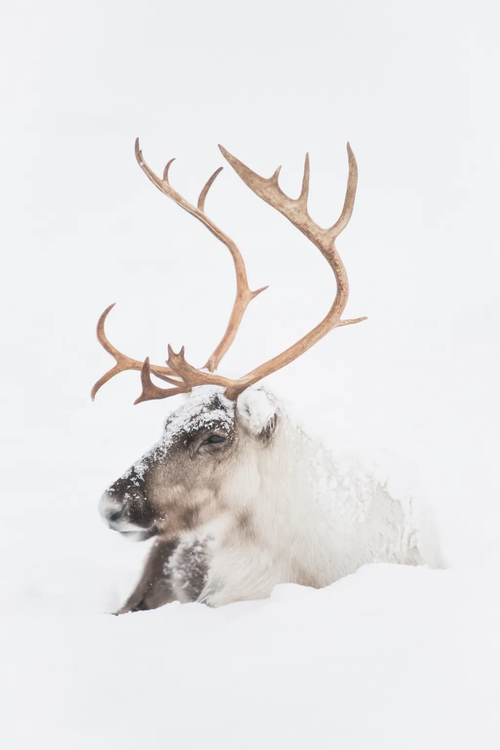 Whispers of Winter: A Serene Reindeer Amidst the Snowy Silence