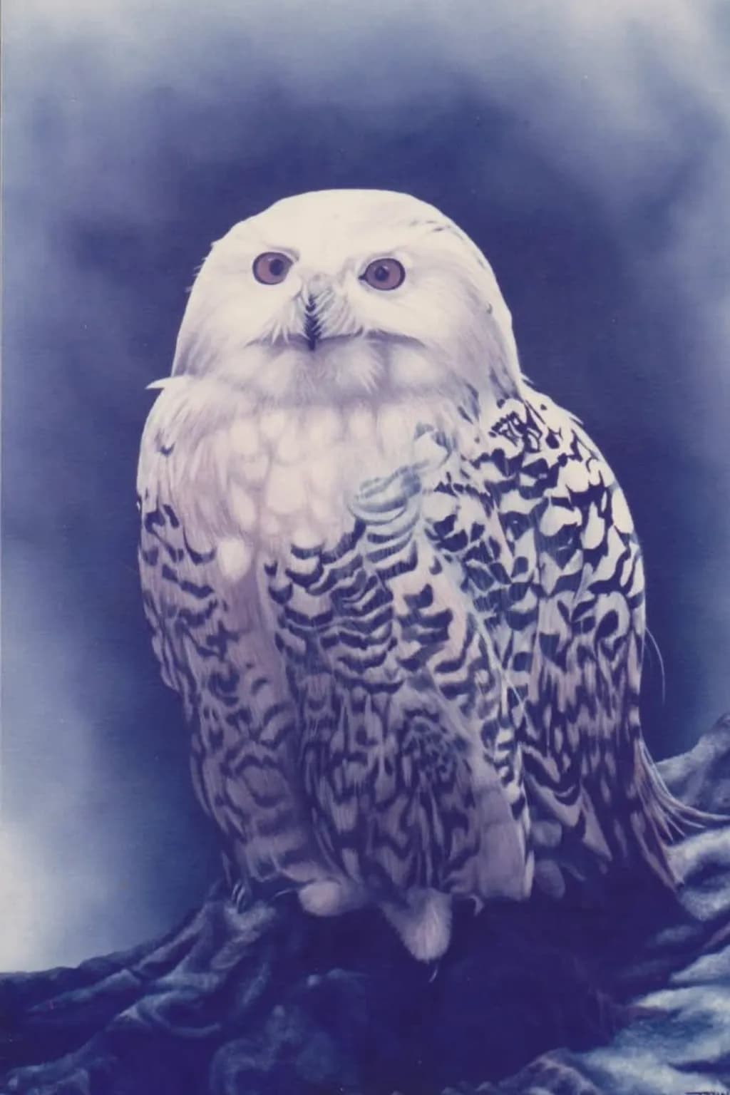 Majestic Serenity: The Enigmatic White Owl in Feathered Elegance