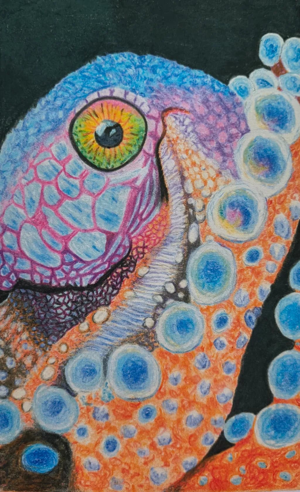 Colorful Octopus Encounter