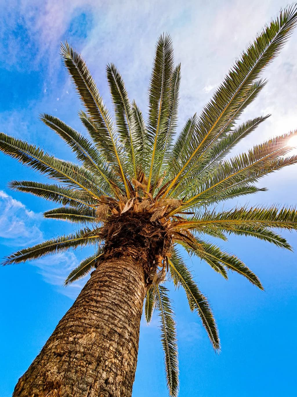 Tropical Serenity: A Palm Tree's Embrace Under the Blue Sky