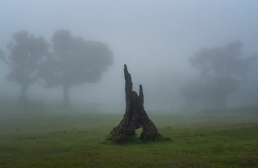 Misty Solitude