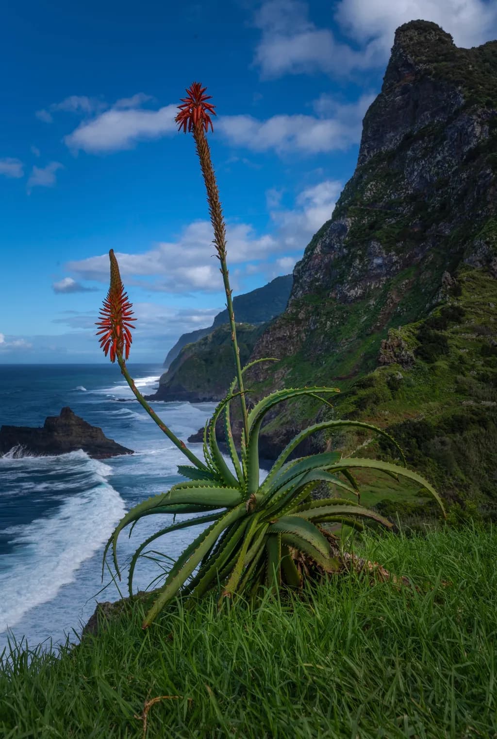 Coastal Blooms