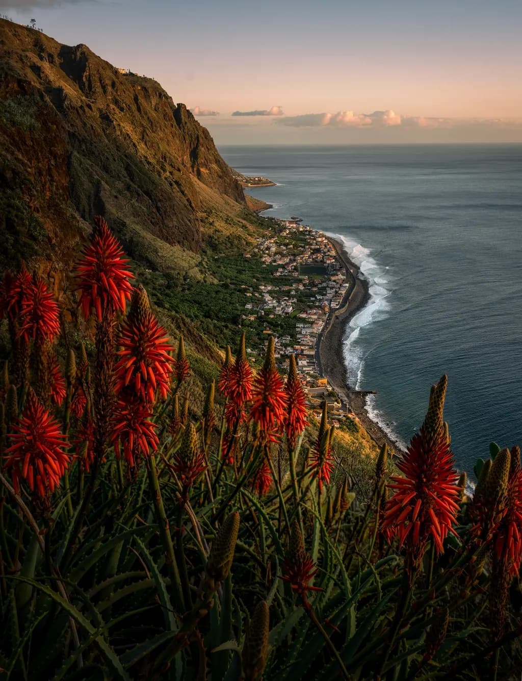 Cliffside Blooms