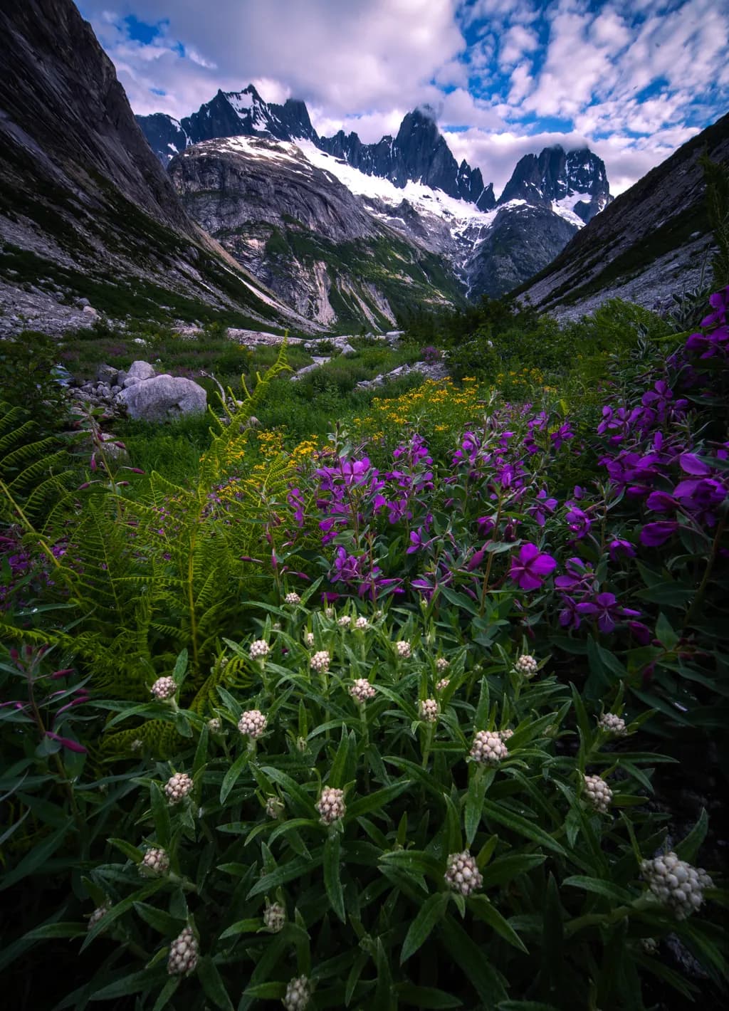 Mountain Meadow Bliss