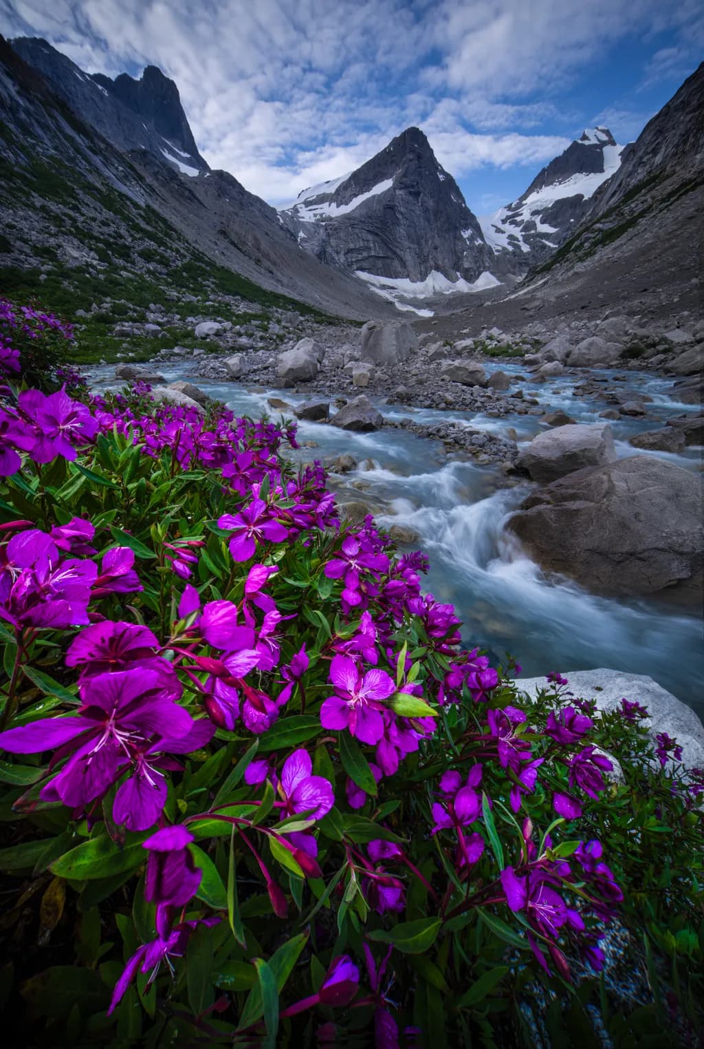 Mountain Bloom