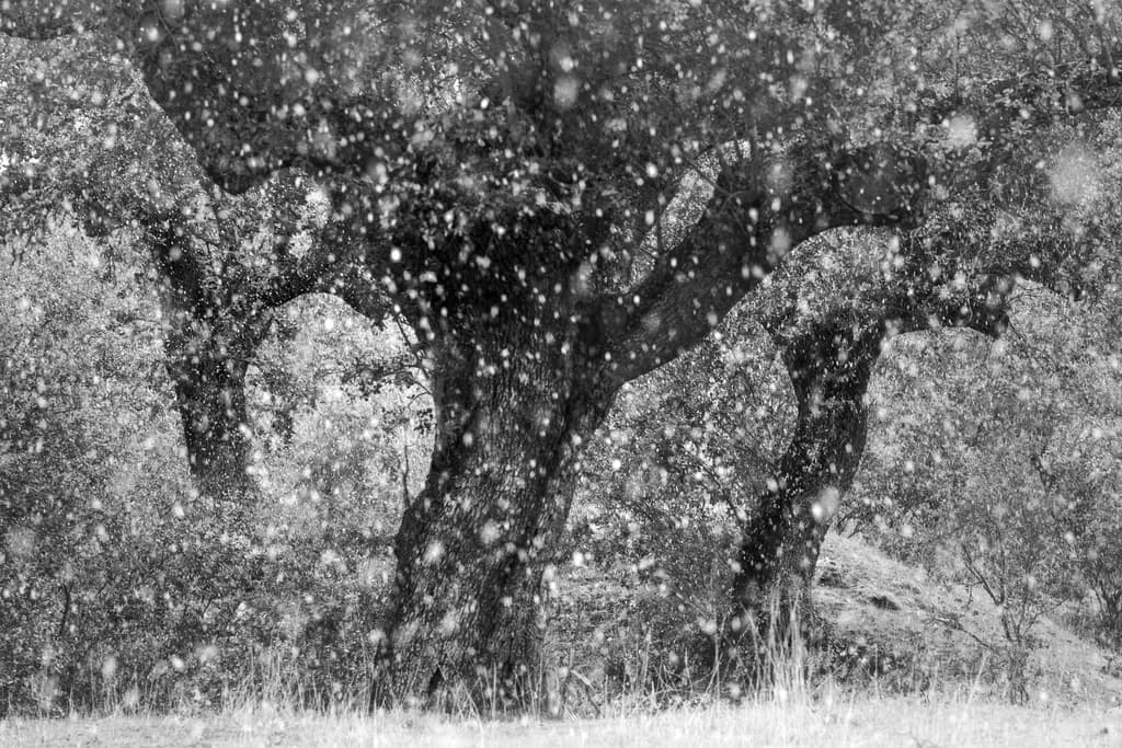A winter morning's bluster