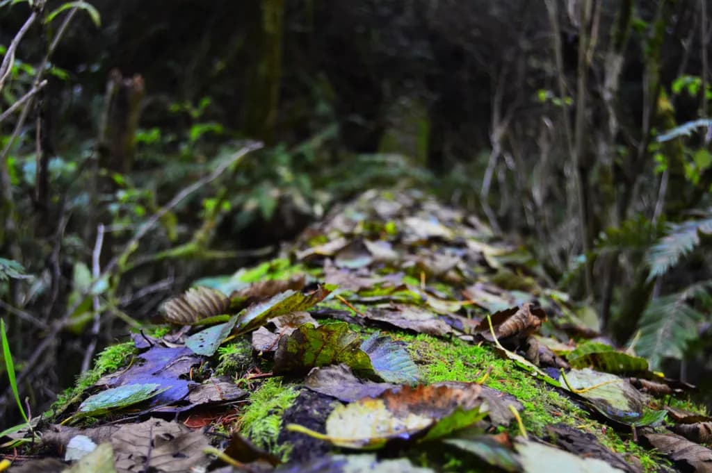 Whispers of the Forest: A Tranquil Journey Through Leaves and Logs