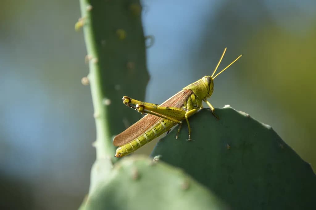 Whispers of Nature: A Grasshopper's Serenade on Cactus Greenery