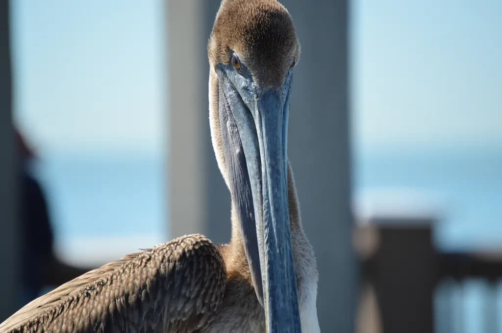 Majestic Pelican Portrait: A Close-Up Encounter with Nature's Grace